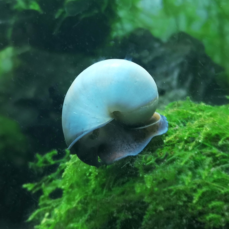 观赏淡水清洁象牙蓝螺大型大号螺