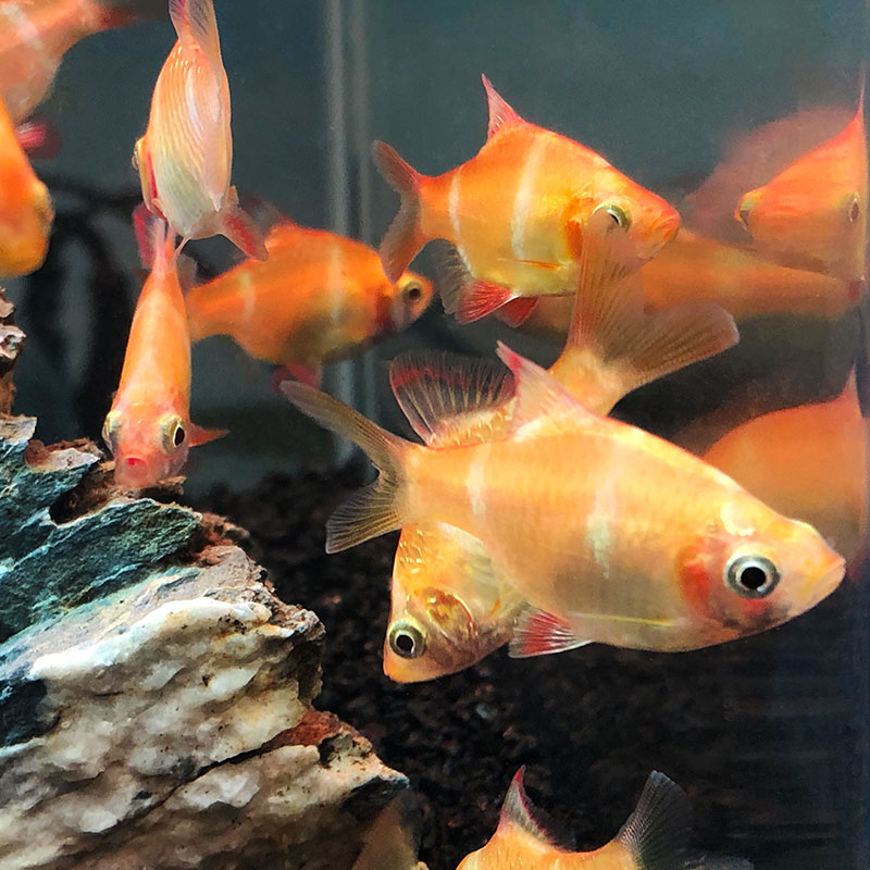 虎皮鱼之透光观赏鱼热带养活鱼耐亮彩绿虎城金鱼