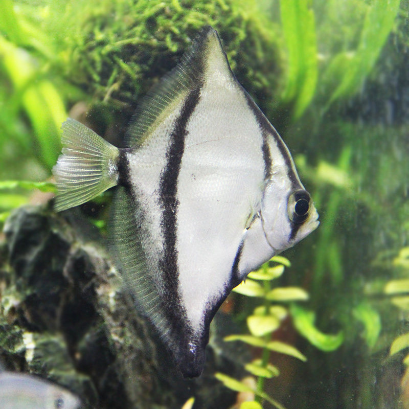 鱼之黑蝙蝠鲳鱼神仙仙鱼活体观赏鱼黄鳍鲳金鲳黑带鱼