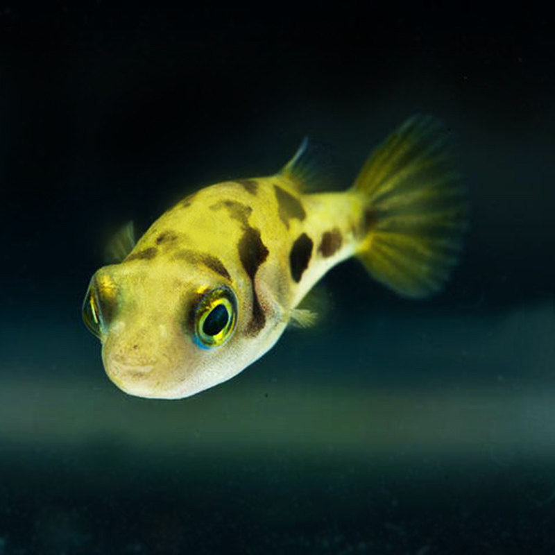 鱼之巧克力娃娃潜水艇巧娃螺鱼清理杂螺高手热带鱼