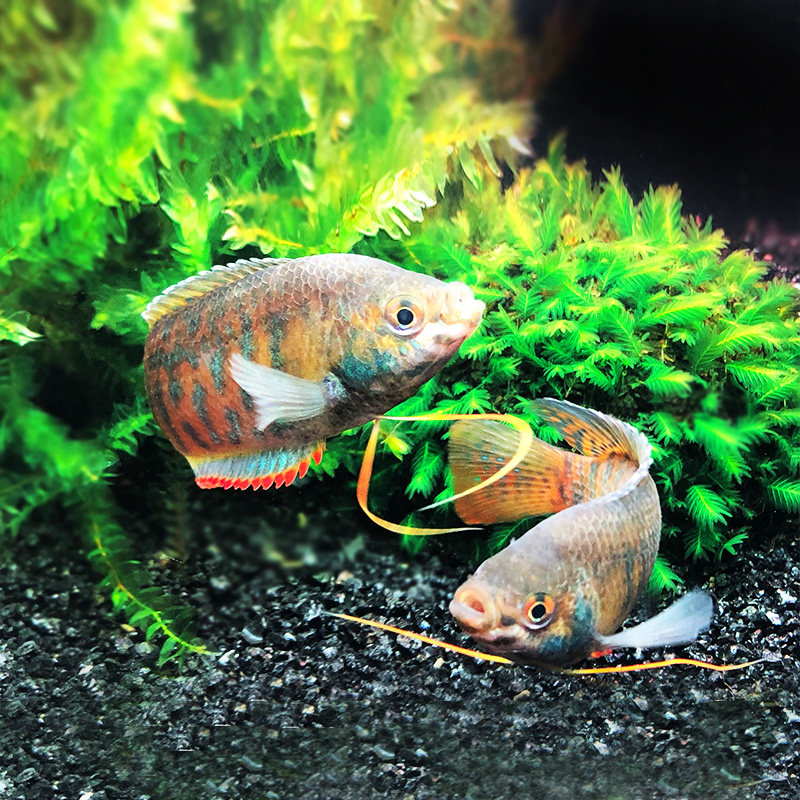 丽丽鱼之七彩招财好运新手养鱼风水热带鱼鱼