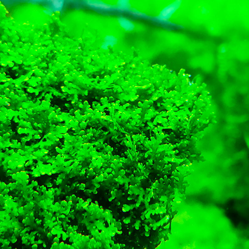 珊瑚莫斯鹿角鱼缸造景装饰慕斯水草植物活体水草