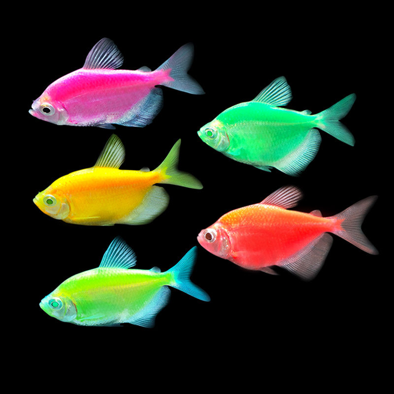天使鱼荧光鱼之彩虹天使多彩彩群新手好养红黄蓝鱼