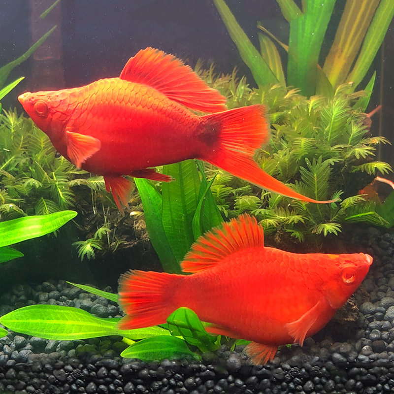 热带鱼之城红箭球红球箭尾球型红箭胎生球形鱼