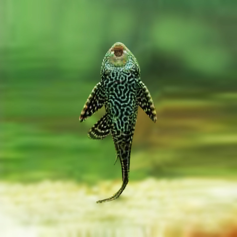 清洁鱼之黑色清道夫洁鱼鱼缸清洁工藻鱼清缸热带鱼