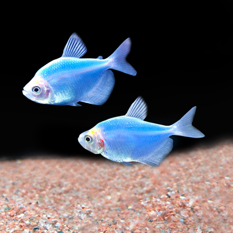 蓝衣天使观赏鱼七彩天使鱼热带鱼小型鱼群活体灯鱼鱼