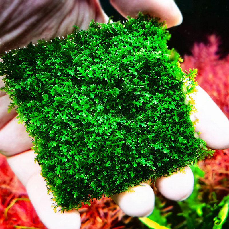 珊瑚莫斯鹿角鱼缸造景装饰慕斯水草植物活体水草