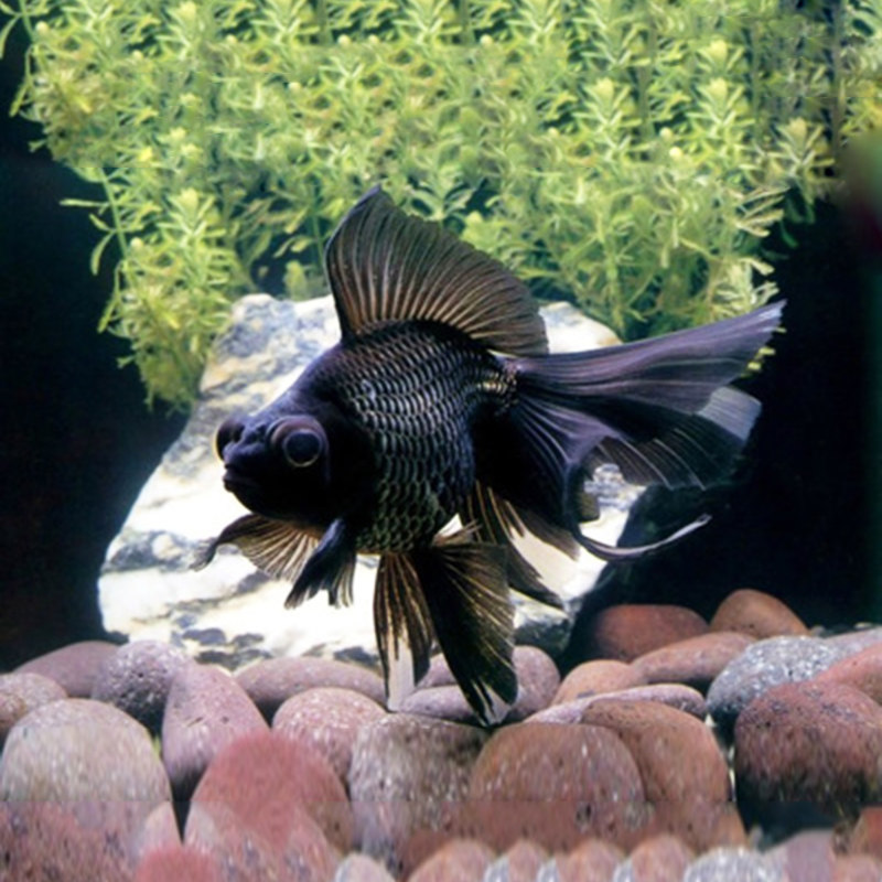 金鱼活体黑龙观赏鱼黑色鱼