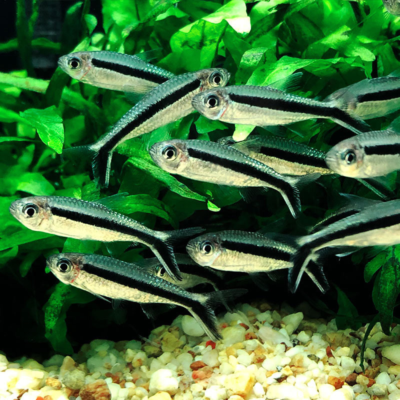 鱼之企鹅黑白灯鱼拐棍红绿灯尾大七彩灯热带观赏鱼鱼