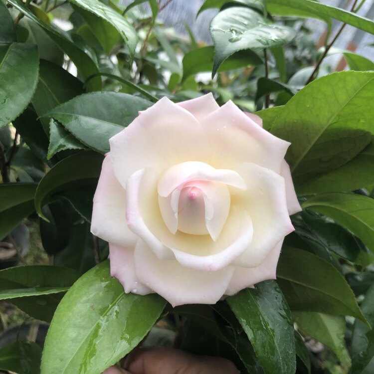 新世纪三年热卖盆栽花卉庭院阳台茶花黄色花苞时令草本花卉