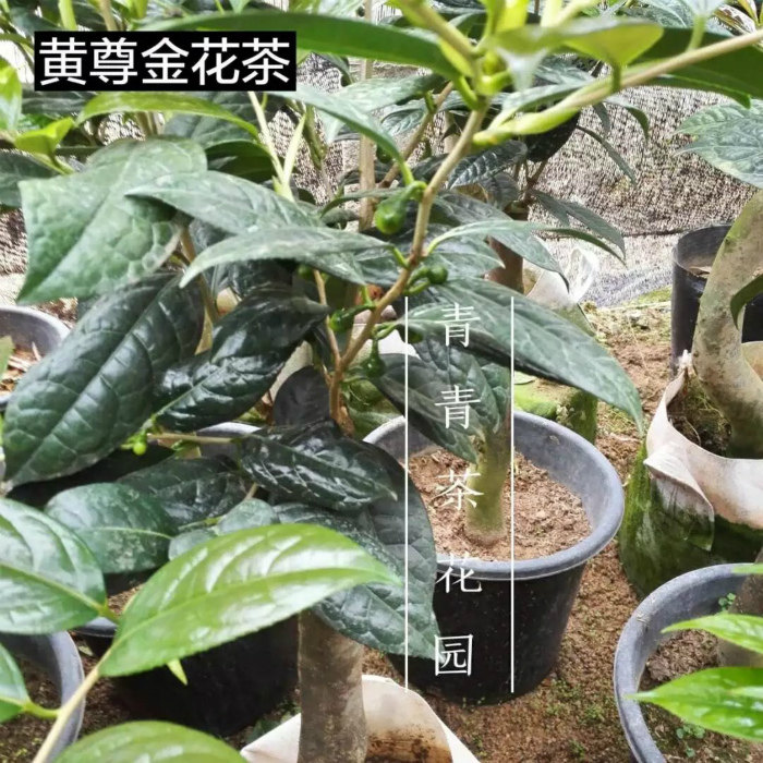 黄尊金花茶量多花期四季常绿花卉盆栽嫁接大苗时令草本花卉