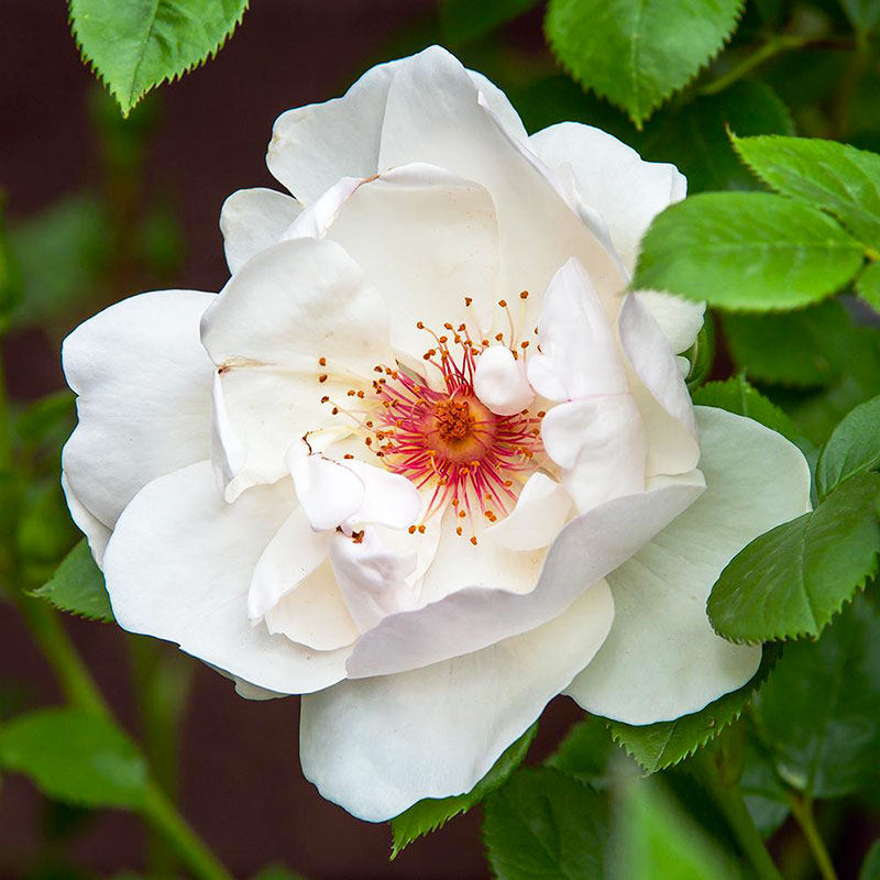 鼹鼠园艺家杰奎琳杜普月季季节开花抗病阳台庭院时令草本花卉