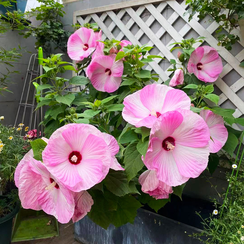 花比大的大花芙蓉葵花花苗月神粉色旋涡夏季观叶