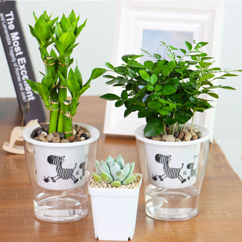 新品花盆盆景定植水培不烂吸水斑马自动懒人花盆