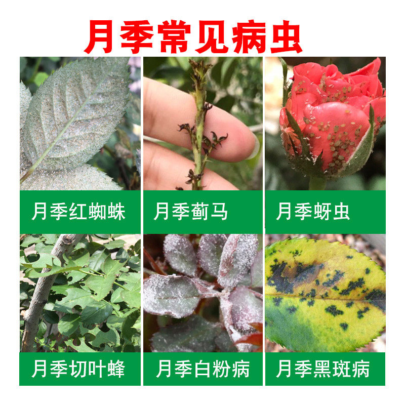 杀虫剂花卉植物蚜虫蓟马虫害月季花常用药红蜘蛛白粉杀虫剂