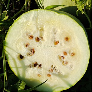 12斤山西万荣三白瓜白西瓜白皮瓜白瓤低糖水果 7月初发货 - 爱购网