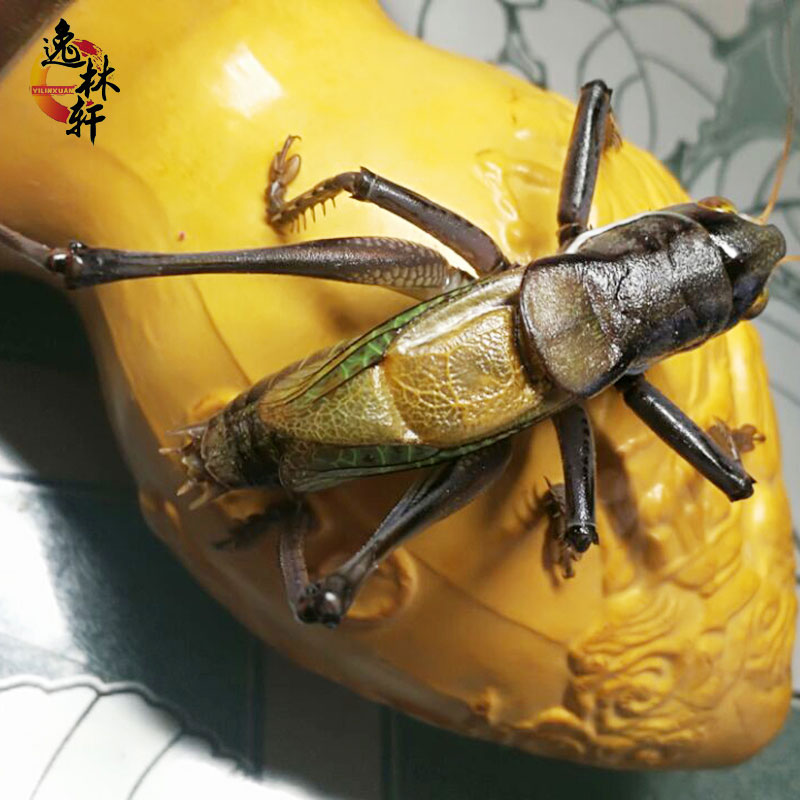 蝈蝈 精品铁皮蝈蝈 活体 天津名家份房出品 新脱活体鸣虫蝈蝈 - 爱购