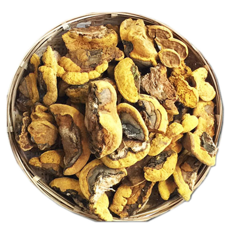 桑黄深山老倌西藏野生金边灵芝桑树森林黄金整枝灵芝