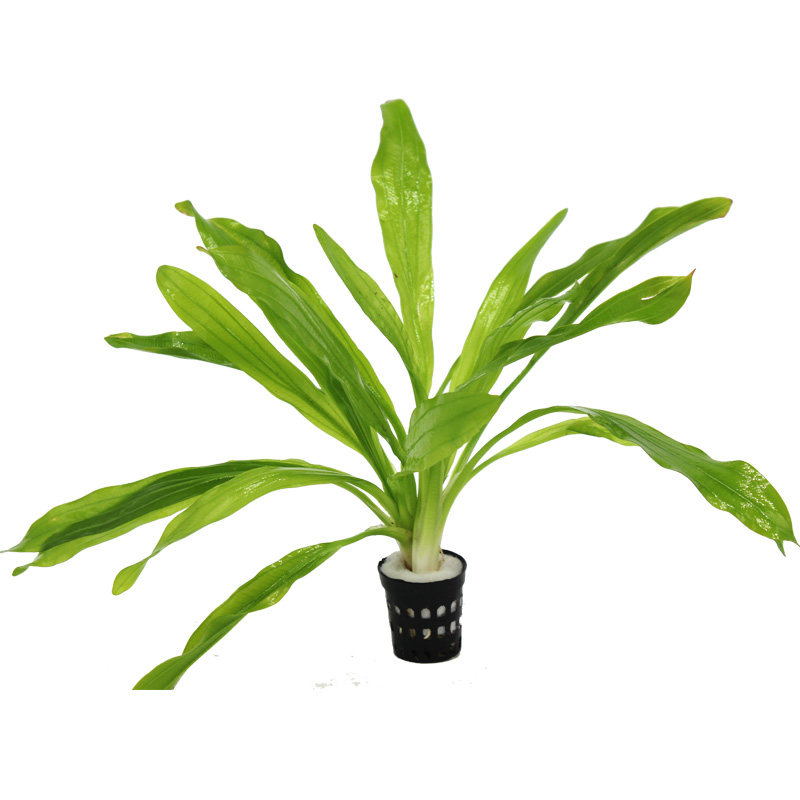 四季淡水鱼缸造景懒人活体水草植物真后景草丹麦尖叶榕