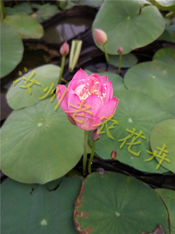 星火微型汝州老农花卉真碗莲荷荷花迷你水生时令草本花卉