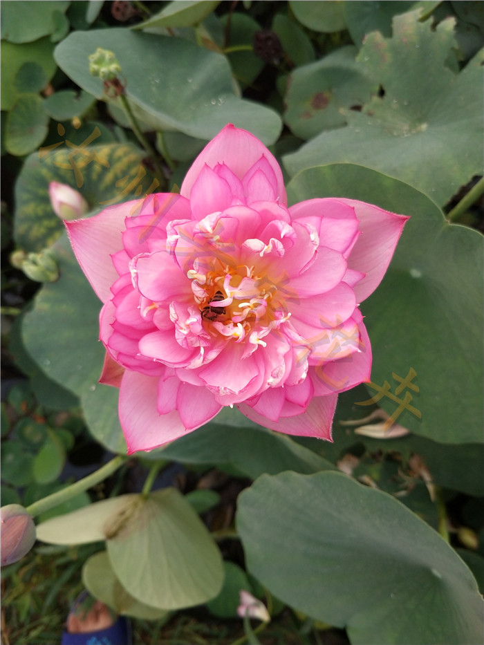 霓裳汝州老农花卉真碗微型小型荷花迷你碗莲种时令草本花卉