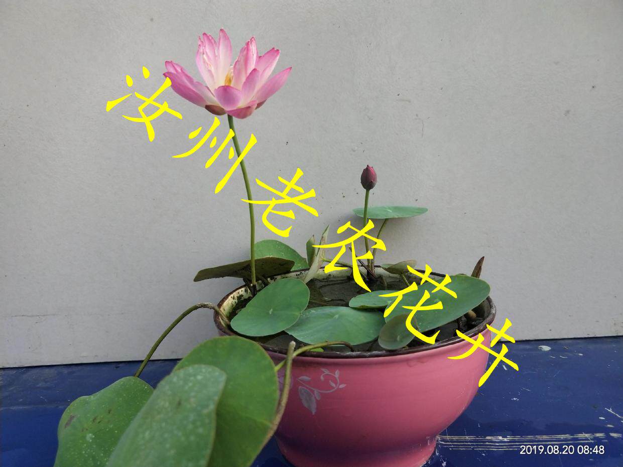 星火微型汝州老农花卉真碗莲荷荷花迷你水生时令草本花卉