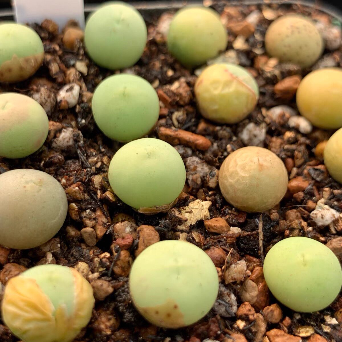 鸽子蛋翡翠翠玉肉锥生石花番杏科稀有货多植物绿植多肉植物