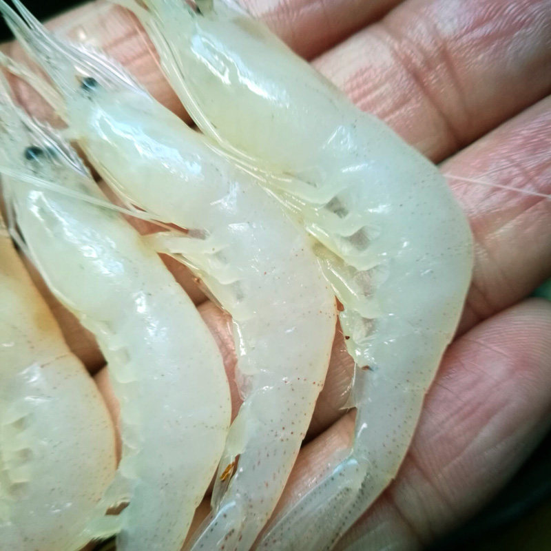 巢湖白米虾野生软壳虾子带籽鲜活急冻非基围虾顺丰冷链新鲜白虾子