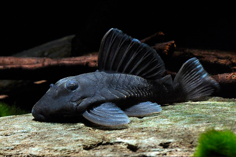 异型观赏鱼热带鱼活体南美异形丝绒包活报损鱼