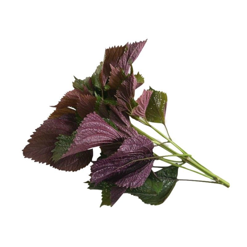 新鲜紫苏叶带杆1斤食用龙虾鱼虾调料500g紫苏
