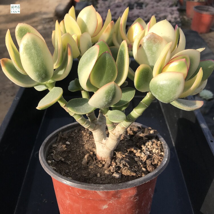 新花月落日绿植老桩多肉保证品种之雁一拍一物多肉植物