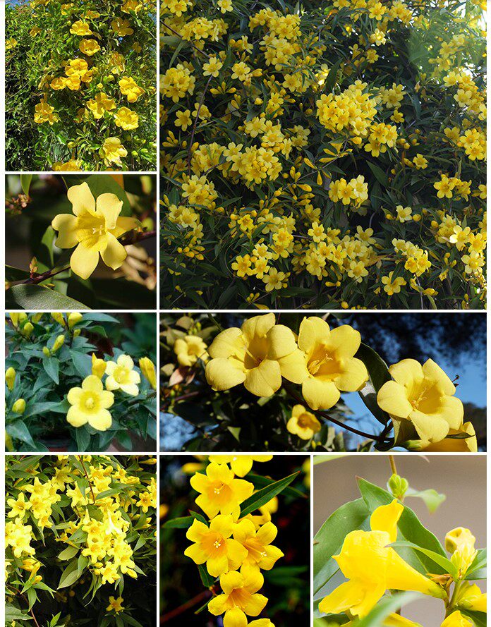 法国香水茉莉盆栽花期浓香藤蔓爬藤攀援阳台时令草本花卉