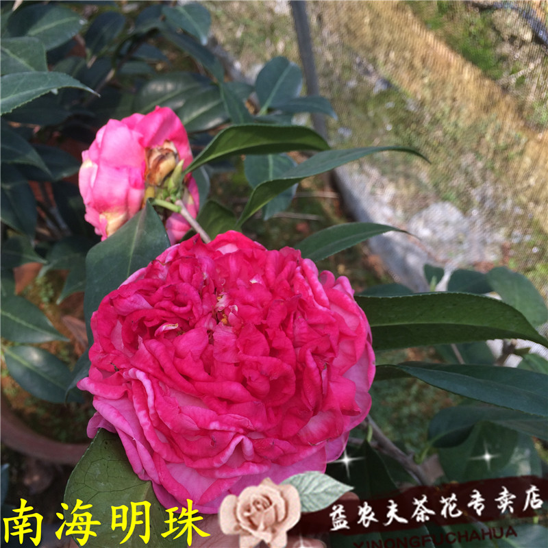 南海明珠茶花盆栽一对一对一一选苗益农夫基地时令草本花卉