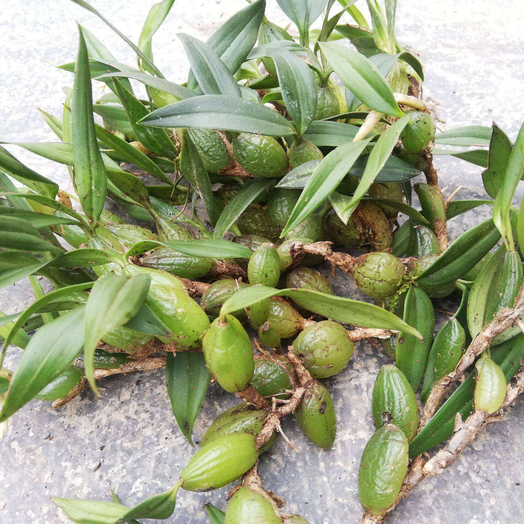 新鲜橄榄石橄榄仙桃煲汤补品炖汤中小石仙桃小号其他药食同源食品
