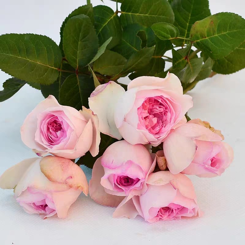 浓香花卉灌木四季香型大花伊芙小苗大小盆栽时令草本花卉