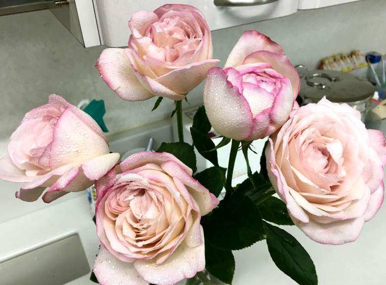新品伊芙沙漠玫瑰rosededesert月季复古古色时令草本花卉