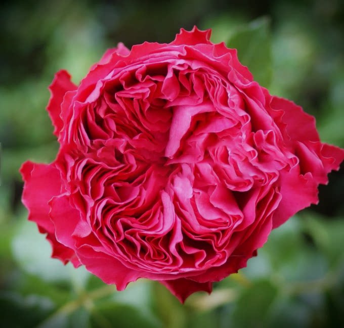 新品冰霜月季大苗灌木多头矮壮樱桃红桃红色四季时令草本花卉