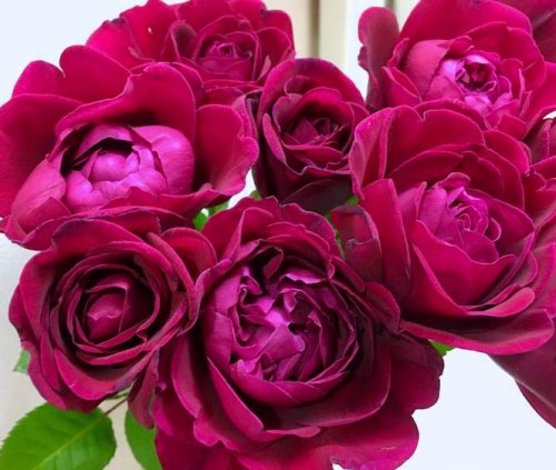 新品日月凤凰图瓦月季花大花浓香阳台盆栽灌木时令草本花卉