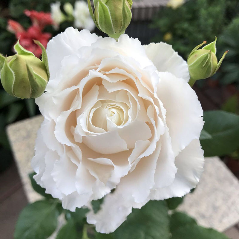 新品伊芙白雪公主月季大苗正版强香四季大花系列灌木阳台盆栽