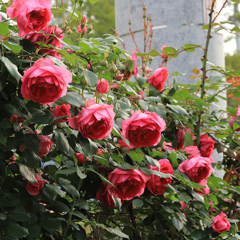 欧月游行爬藤月季拱门特大浓香四季开花攀爬时令草本花卉