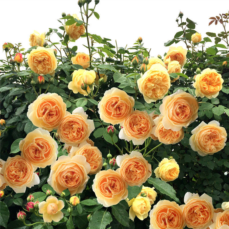 四季 开庭院地栽蔷薇花卉盆栽大花浓香攀援黄色苗 爬藤黄金庆典月季