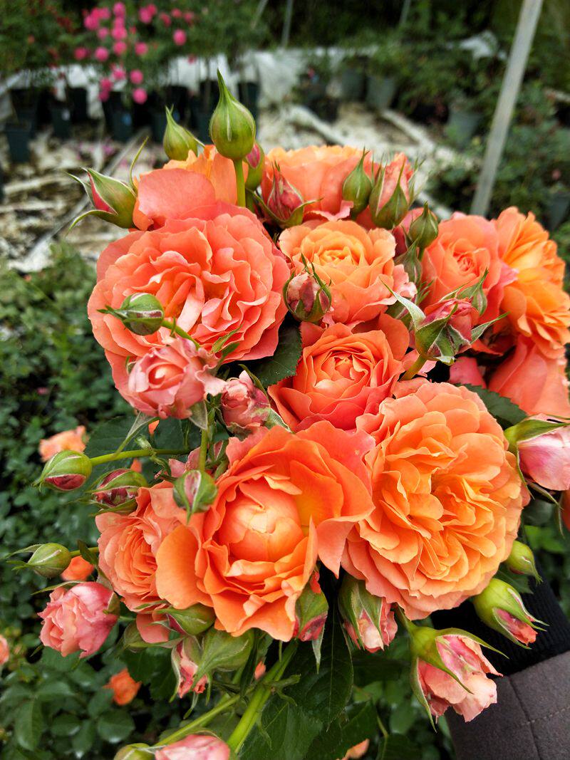 星王水星土星木星冥王星阳台月季月季花花苗盆栽时令草本花卉