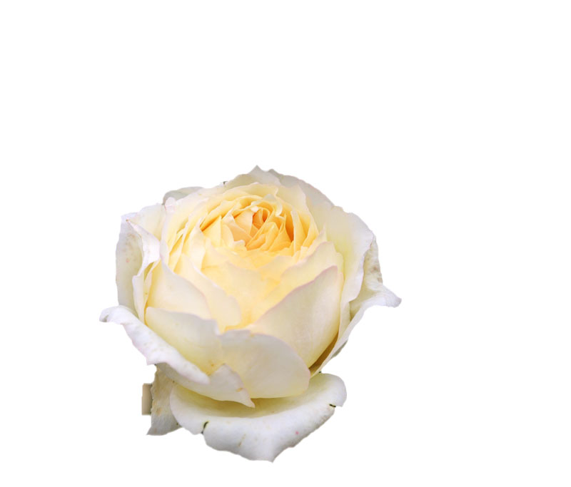 伊芙象牙浓香新品伯爵月季月季花花苗淡黄色大花时令草本花卉