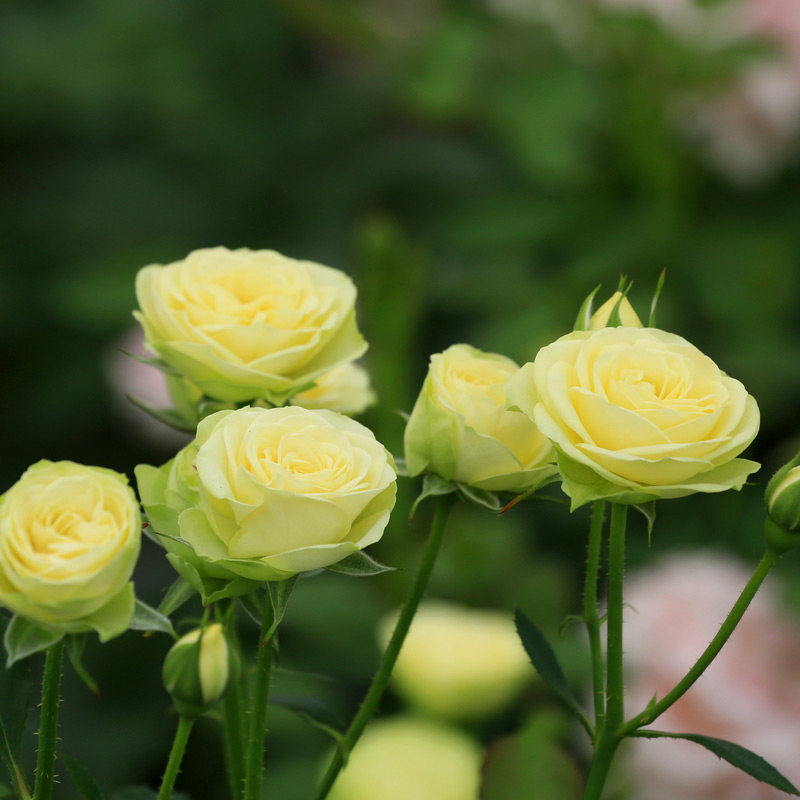 奶油花卉丰花包切花栽微月可地盆栽花苗油龙月季花花卉
