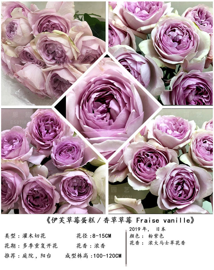 新品玫瑰感谢伯爵玛利亚法师伊芙白法师花卉