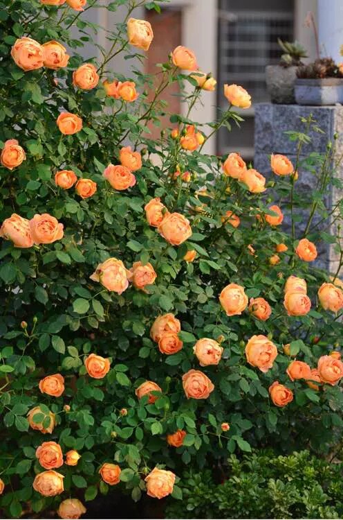 藤本夏洛特夫人女郎月季攀爬爬藤蔷薇拱门黄色时令草本花卉