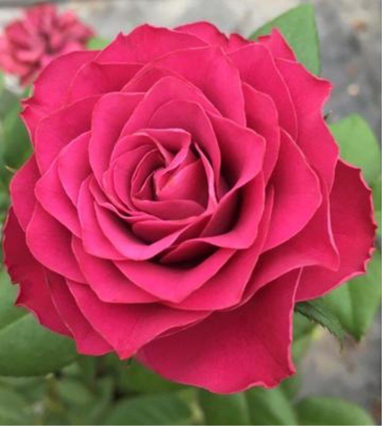 新品欧月 珍贵时刻月季花苗灌木切花四季多头庭院紫红色阳台盆栽