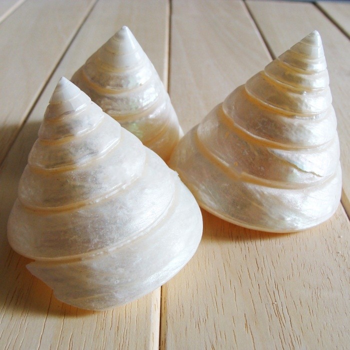 银白宝塔回旋海螺贝壳diy家居鱼缸地台装饰海螺