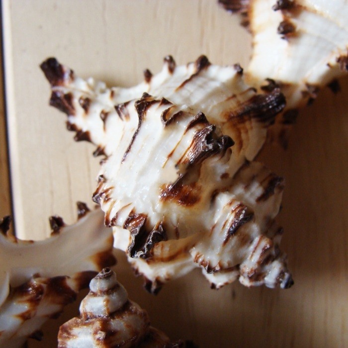 天然千手刺球骨螺海螺海星diy家居鱼缸飘窗海螺