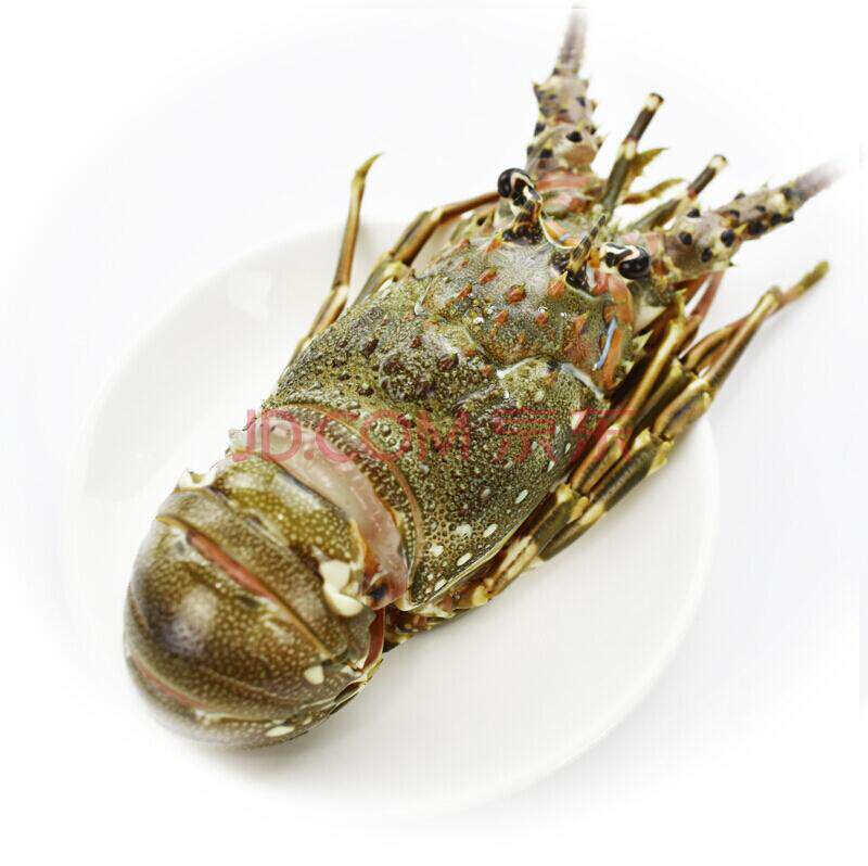 沈船长青花顺丰两只一只1斤龙虾海鲜小青水产冻虾